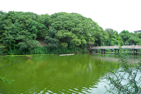 茶臼山池